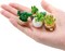 31PCS Miniature Potted Plants – 1:12 Scale Mini Artificial Bonsai & Succulent Set for Dollhouse, Fairy Garden, DIY Crafts & Miniature Scene Decorations
